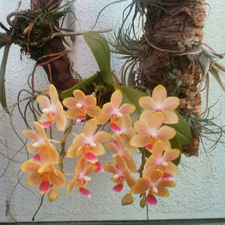 🌱お花が終わった胡蝶蘭ください🌱