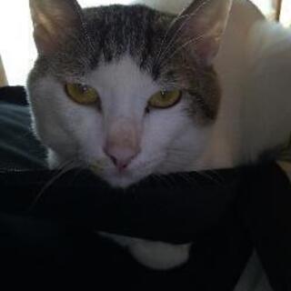大人オス猫(モカ)