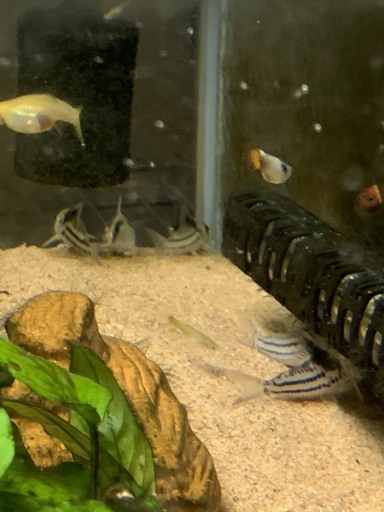 【熱帯魚】コリドラス　コルレア　5～6cm　6匹セット