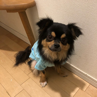 チワワ☆１歳　雄　3月1日里親様へ譲渡致しました。お問い合わせ頂...