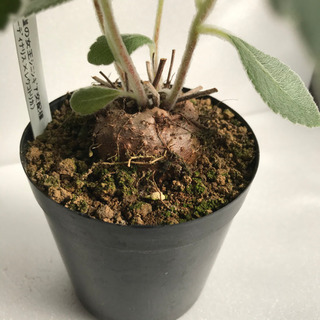 塊根植物　断崖の女王の画像