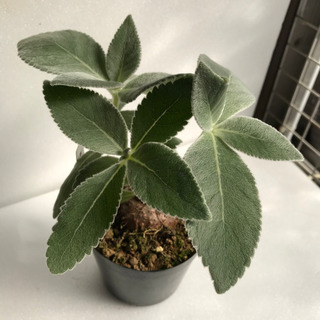 塊根植物　断崖の女王の画像