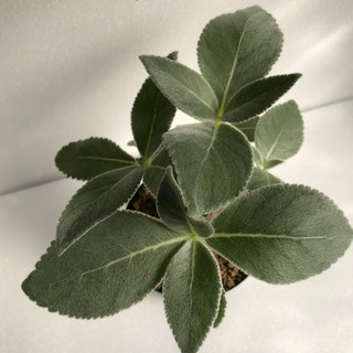 塊根植物　断崖の女王の画像