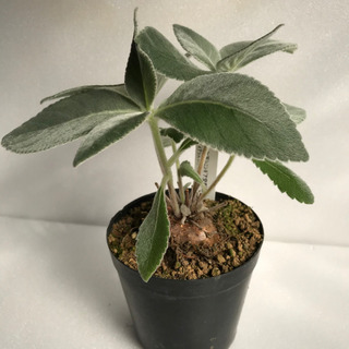 塊根植物　断崖の女王