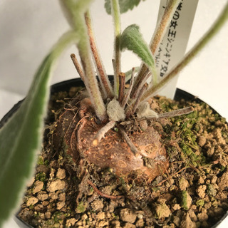 塊根植物　断崖の女王の画像