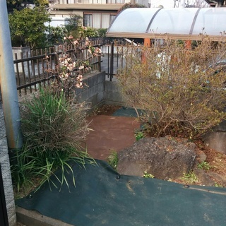 庭木、庭石差し上げます