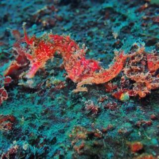 ダイビング🐠🐠🐠