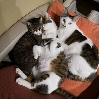 ２匹とも、とてもおとなしい親子猫です