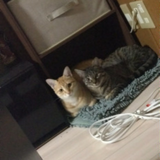 大事に育ててくれる家族お願いします。