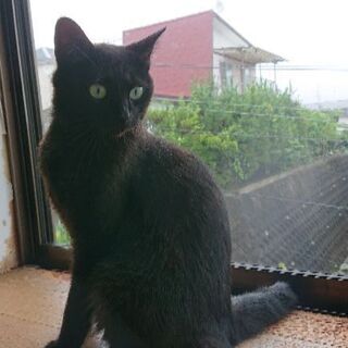大人しい黒猫ちゃんの画像