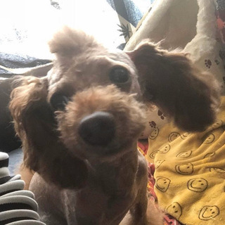 東住吉区　迷い犬
