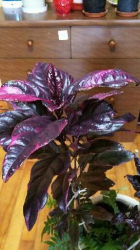 観葉植物A―10