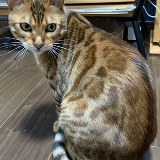 里親募集します。
