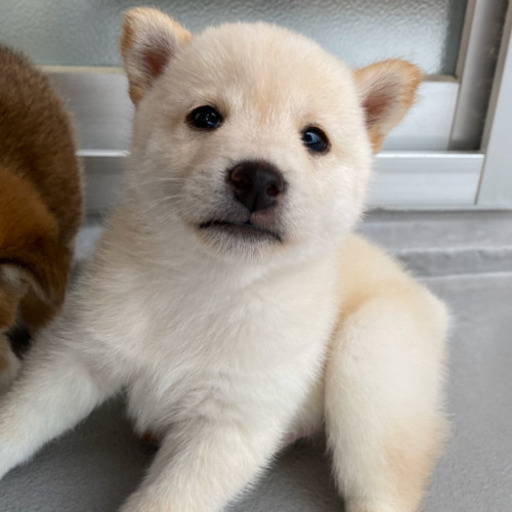 柴犬 小柴 譲ります (えーす) うるまの柴犬の里親募集｜ジモティー