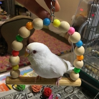 白のセキセイインコを探してます！！