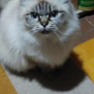 猫が帰ってきません