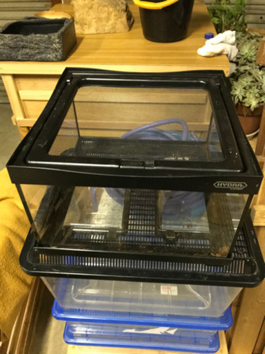 爬虫類　ゲージ　中古