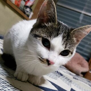 【里親様決定★】デレにゃん♥TNR現場に遺棄された白きじ♀｢えん...