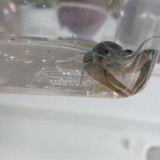 ブラックキングxホワイトゴーストザリガニ