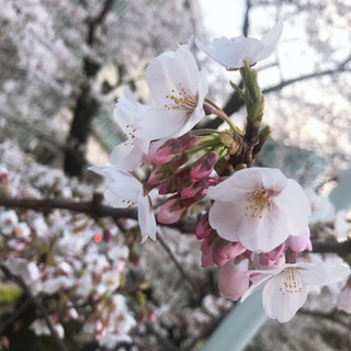 3/29(日)東京に美男美女大集合！お花見パーティー🌸