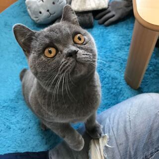 ４歳ブリティッシュショットヘア　オス