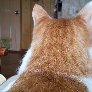 「前世はイヌです」