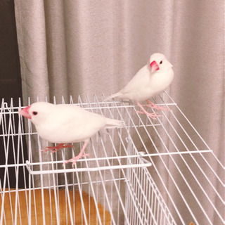 白文鳥2羽探しています！！