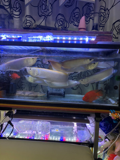 アロワナ、ポリプ