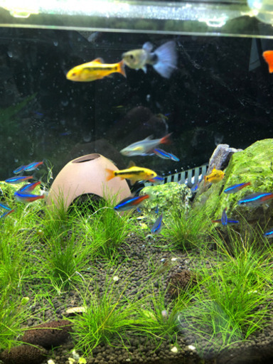 熱帯魚　まとめて