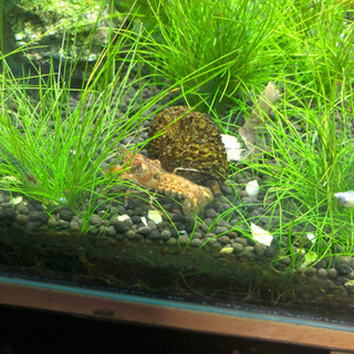 熱帯魚　まとめての画像