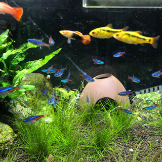 熱帯魚　まとめての画像