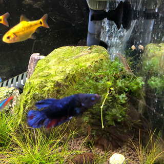 熱帯魚　まとめての画像