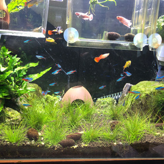 熱帯魚　まとめての画像