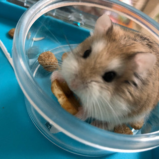 ロボロフスキーハムスター1歳