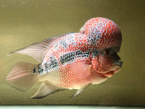 スーパーレッド・フラワーホーン