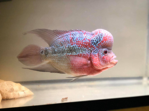 スーパーレッド・フラワーホーン②