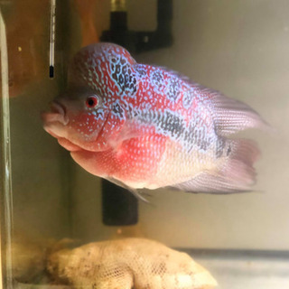 スーパーレッド・フラワーホーン②