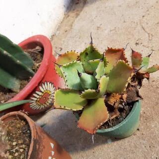 観葉植物4点セット　サボテン鬼面角、ユーフォルビアｻｲｳﾝｶｸ、アガベ雷神の画像