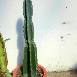観葉植物4点セット　サボテン鬼面角、ユーフォルビアｻｲｳﾝｶｸ、アガベ雷神の画像