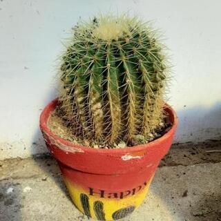サボテン　金鯱　観葉植物の画像