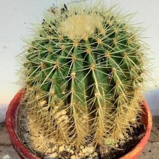 サボテン　金鯱　観葉植物の画像