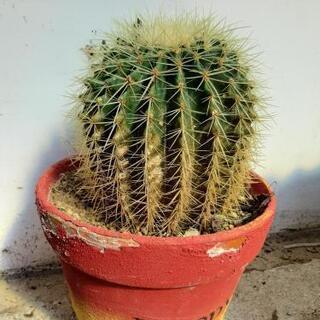 サボテン　金鯱　観葉植物の画像