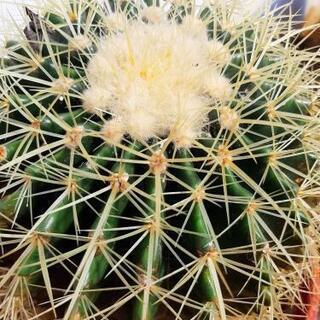 サボテン　金鯱　観葉植物の画像