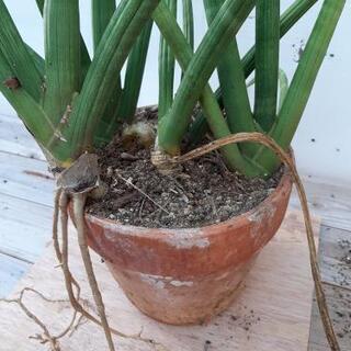 観葉植物　クッパバラ、サンスベリア2点セットの画像