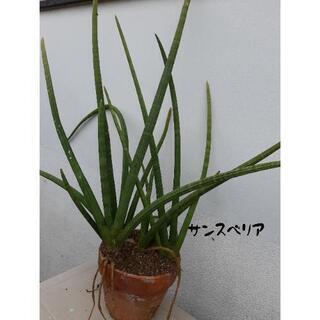 観葉植物　クッパバラ、サンスベリア2点セットの画像