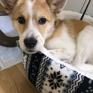 雑種🐶