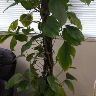 観葉植物  170cm位