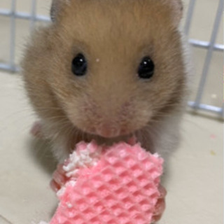 ゴールデンハムスター