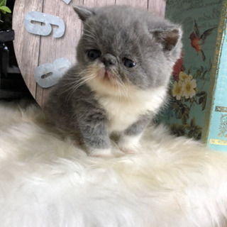 ＊猫のブリーダー＊