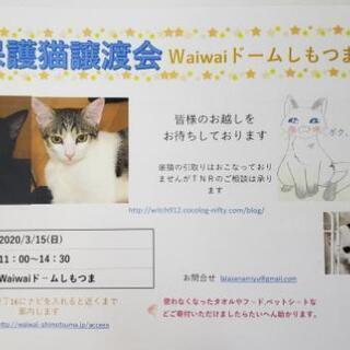 保護猫譲渡会@ワイワイドーム